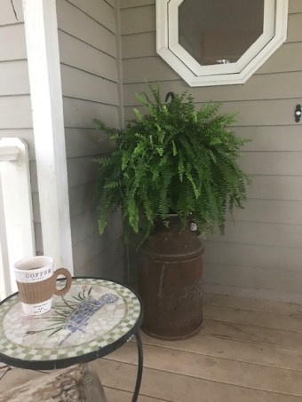 fern on front porch